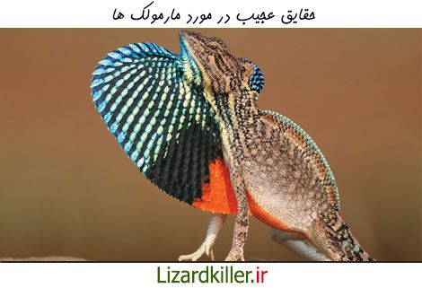 عجایبی در مورد مارمولک ها