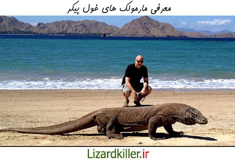 مارمولک های غول پیکر