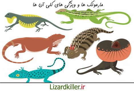 بررسی کلی مارمولک ها