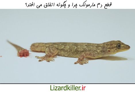 قطع دم در مارمولک چرا و چگونه اتفاق می افتد؟