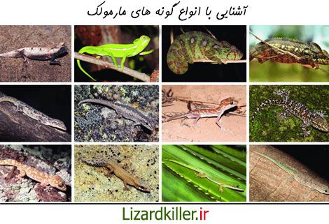 انواع گونه های مارمولک