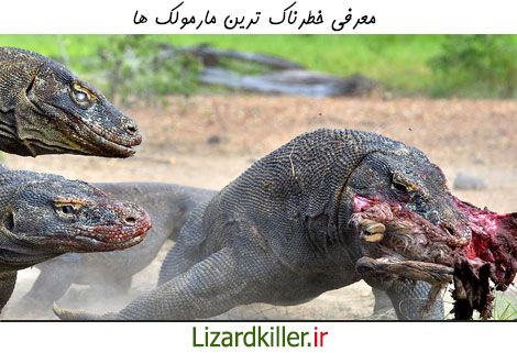 مارمولک های خطرناک جهان