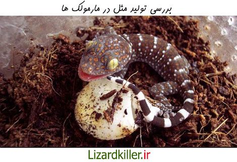 بررسی تولید مثل در مارمولک