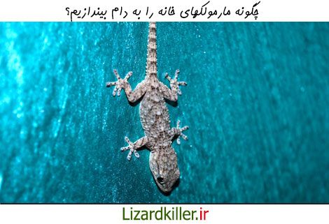 چگونه مارمولک ها را به دام بیندازیم؟