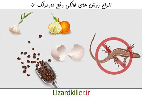 روش های خانگی از بین بردن مارمولک