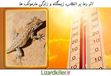 دما و اثر آن بر زندگی مارمولک ها
