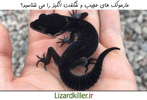 عجیب ترین مارمولک های جهان