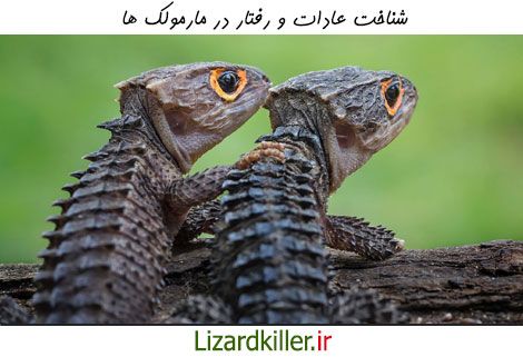 شناخت عادات و رفتار در مارمولک ها