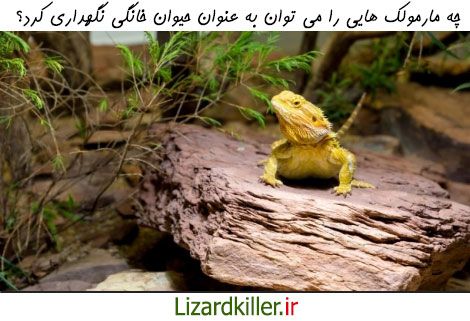 چه مارمولک هایی را می توان به عنوان حیوان خانگی نگه داشت