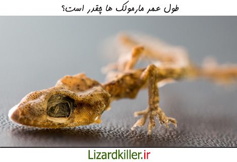 مارمولک ها چقدر عمر می کنند؟